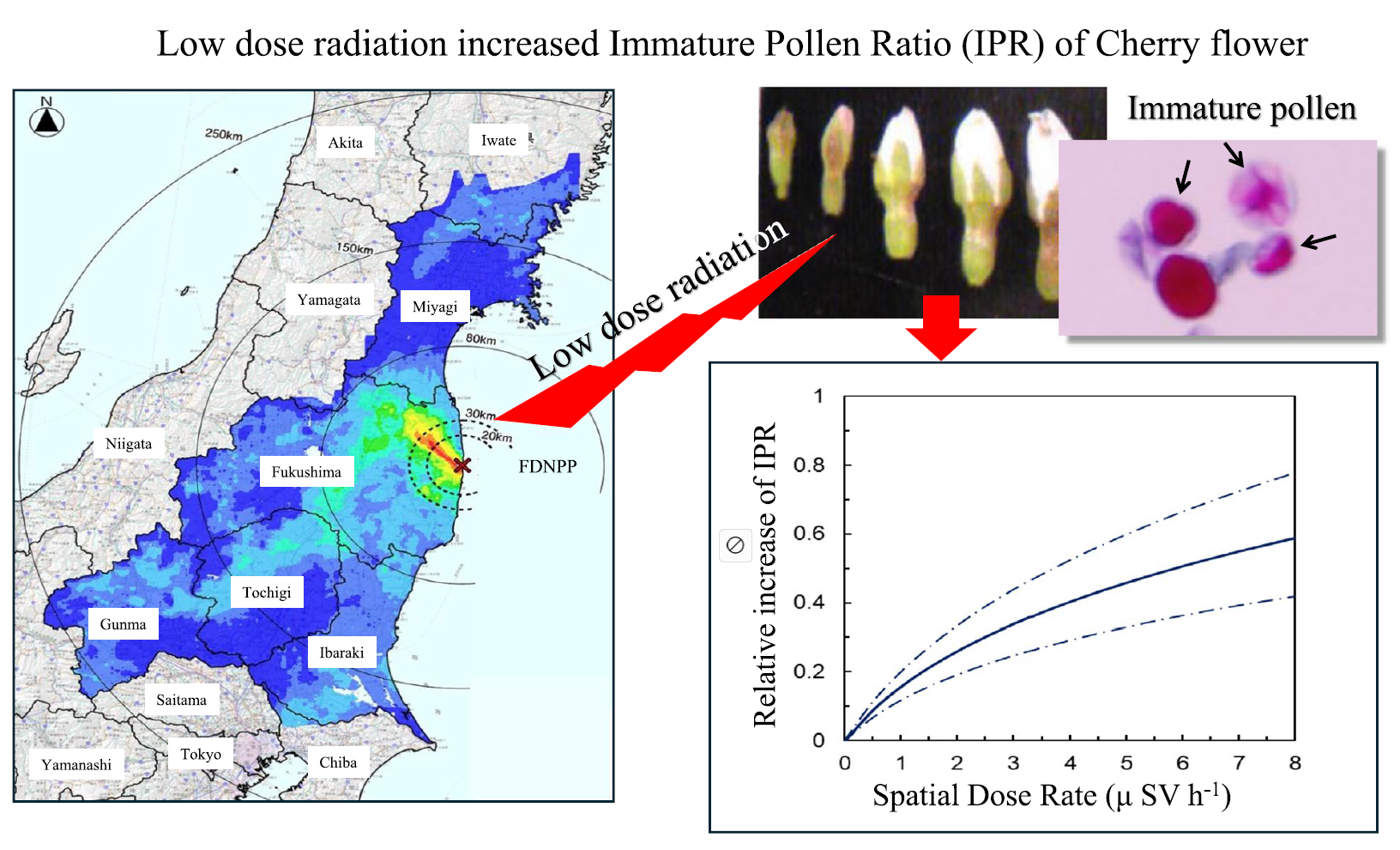 후쿠시마 벚나무, 원전 사고 10년 지났지만 정상 꽃가루 아직 못 만든다