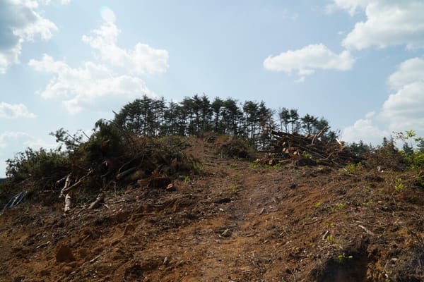 스스로 베놓고 "숲 없어요"...생태자연도 악용 사례 178건