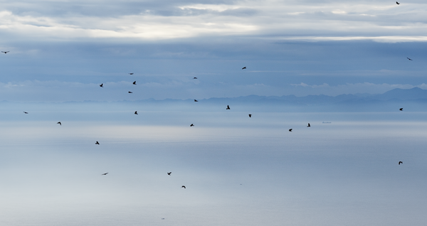 사례 없다고 맹금류 제외, 안일한 가덕도신공항 조류충돌 평가