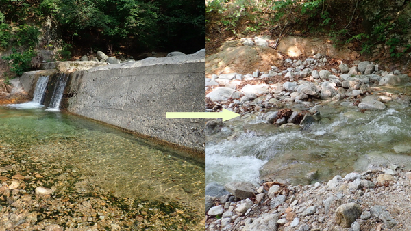 설악산 계곡 보 철거 3년, 수생태계 '자연 복원' 확인